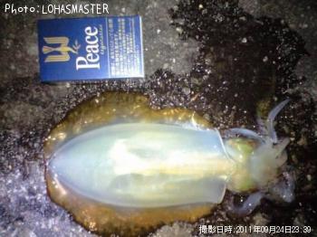 �����ꥤ��