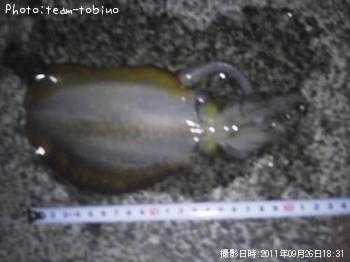 �����ꥤ��