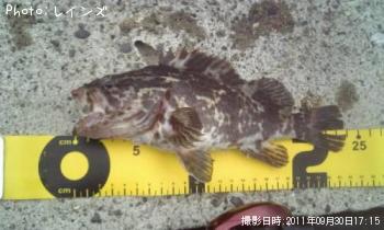 �����Υ���Х�