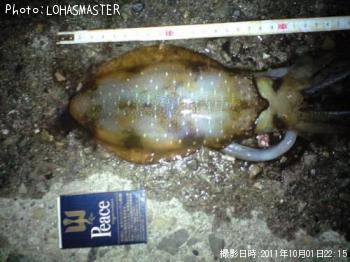 �����ꥤ��