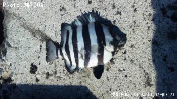 ¥¤¥·¥¬¥¥À¥¤¡©