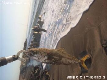 �����å�