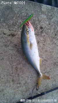 �����å�