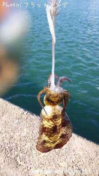 ¥¢¥ª¥ê¥¤¥«