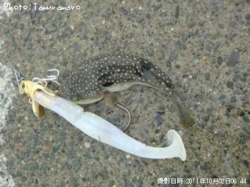 ���祦�����ե�