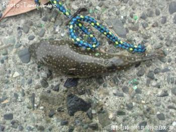 ���祦�����ե�