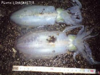 �����ꥤ��