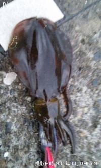 �����ꥤ��