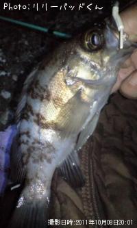 ��Х����