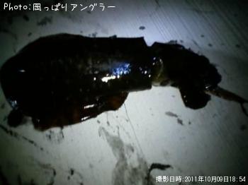 ¥¢¥ª¥ê¥¤¥«