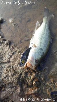 ¥Ö¥é¥Ã¥¯¥Ð¥¹