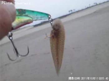 ÀåÊ¿Ìܤ«¤Ê¡©¡©