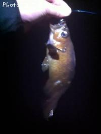 ������Х�