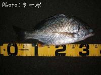 ���ӥ����