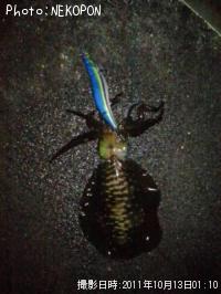 ¥¢¥ª¥ê¥¤¥«