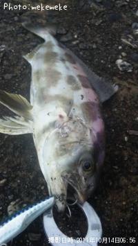 �����֥�