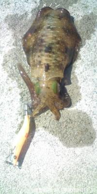 ¥¢¥ª¥ê¥¤¥«