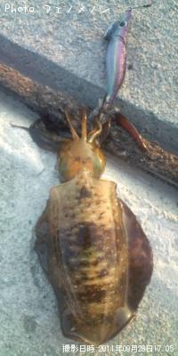 �����ꥤ��