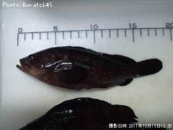 �����ϥ�