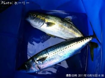 »ª¡¢¥ï¥«¥·