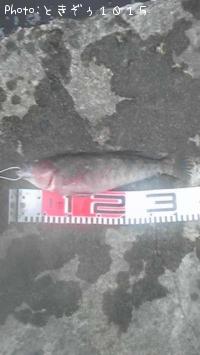 �����ʥ�