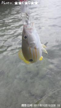 ¥Ë¥»¥¯¥í¥Û¥·¥Õ¥¨¥À¥¤