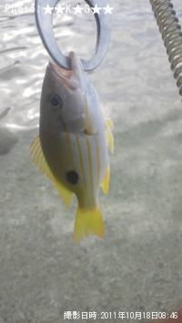 ¥Ë¥»¥¯¥í¥Û¥·¥Õ¥¨¥À¥¤