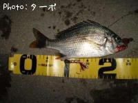 ���ӥ����