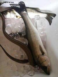 �ޥ��������ʥ�