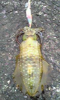 �����ꥤ��