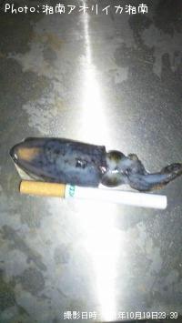¥¢¥ª¥ê¥¤¥«
