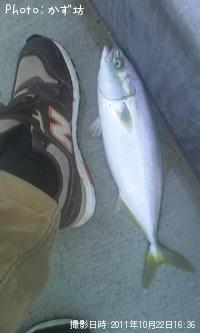 ���ʥ���