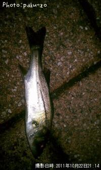 �����Х�