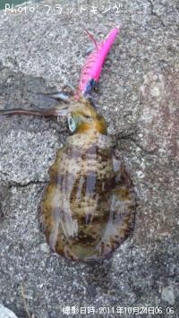 ¥¢¥ª¥ê¥¤¥«