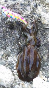 ¥¢¥ª¥ê¥¤¥«