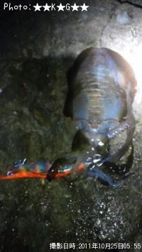 ¥¢¥ª¥ê¥¤¥«