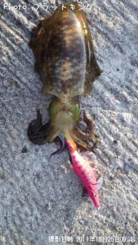 ¥¢¥ª¥ê¥¤¥«