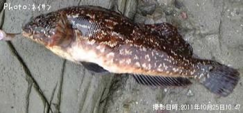 �����ʥ�