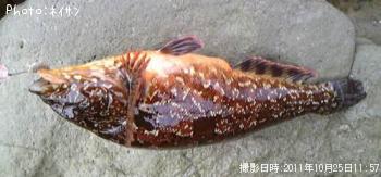 �����ʥ�