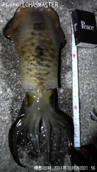 ¥¢¥ª¥ê¥¤¥«