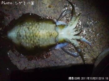 ¥¢¥ª¥ê¥¤¥«