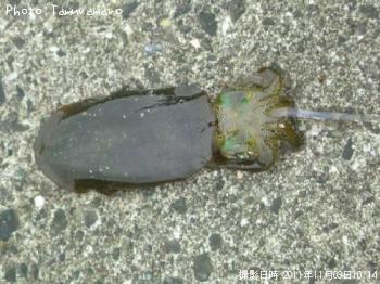 �����ꥤ��