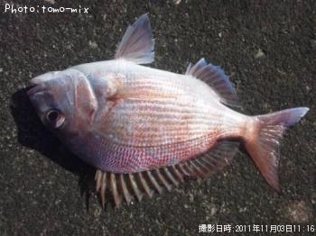 ¥Þ¥À¥¤¤Î»Ò