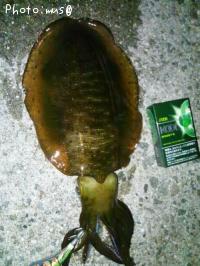 �����ꥤ��