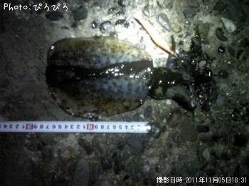 �����ꥤ��