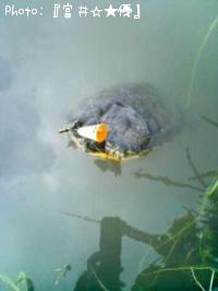 ¥ß¥É¥ê¥¬¥á