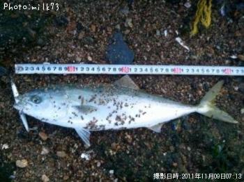 �����å�