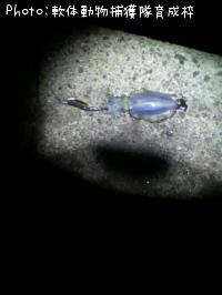 ¥¢¥ª¥ê¥¤¥«