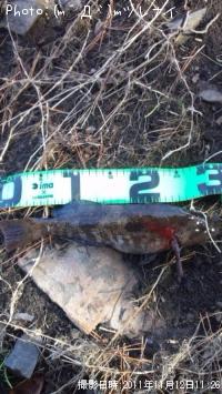 �����ʥ�