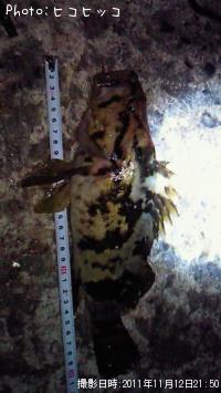 ¥Ù¥Ã¥³¥¦¥½¥¤